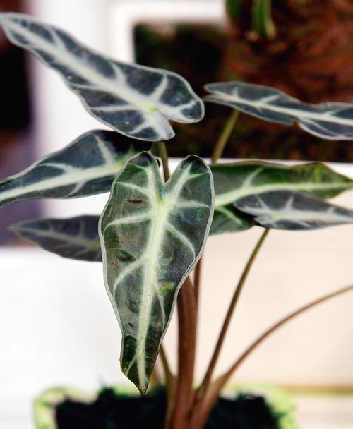 观赏植物有哪些新品种？新品种的养护要点是什么？