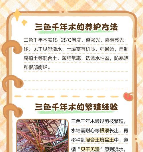 三色千年木的养殖技巧是什么？如何保持色彩鲜艳？