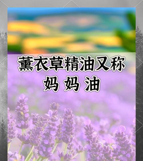 薰衣草的养护技巧和注意事项是什么？