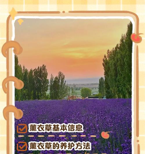 薰衣草的养护技巧和注意事项是什么？