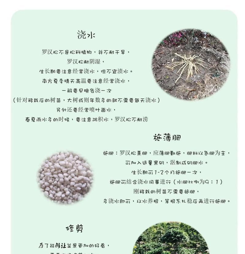 罗汉松养护需要注意哪些要点？