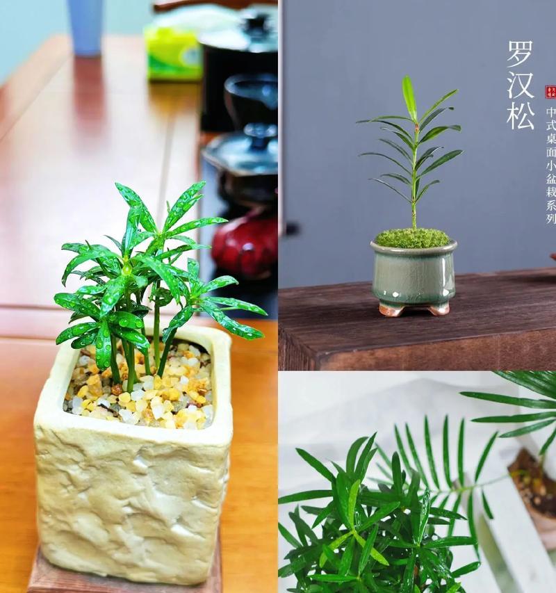 罗汉松养护需要注意哪些要点？