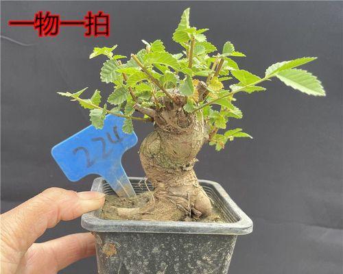 榆树盆景疙瘩制作技巧是什么？