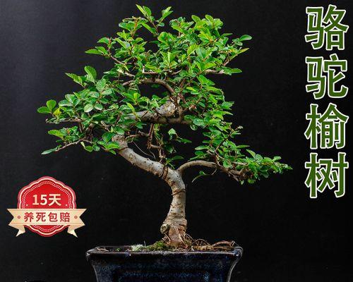 榆树盆景疙瘩制作技巧是什么？