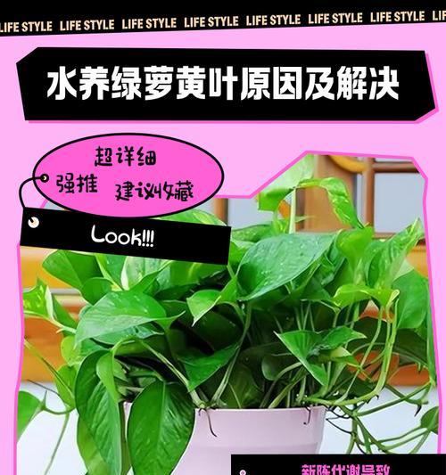 水培绿萝的养殖技巧有哪些？