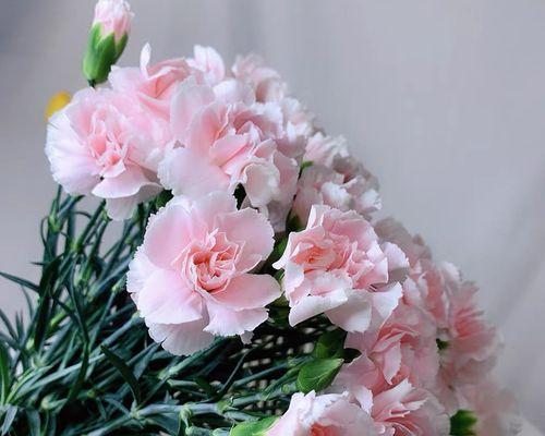 康乃馨花嘴什么样子？如何识别康乃馨的花嘴？