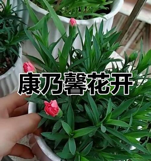 康乃馨花嘴什么样子？如何识别康乃馨的花嘴？