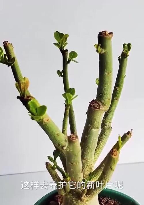 沙漠玫瑰遭遇虫害的处理方法是什么？