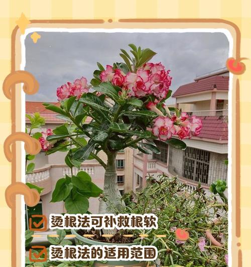 沙漠玫瑰遭遇虫害的处理方法是什么？