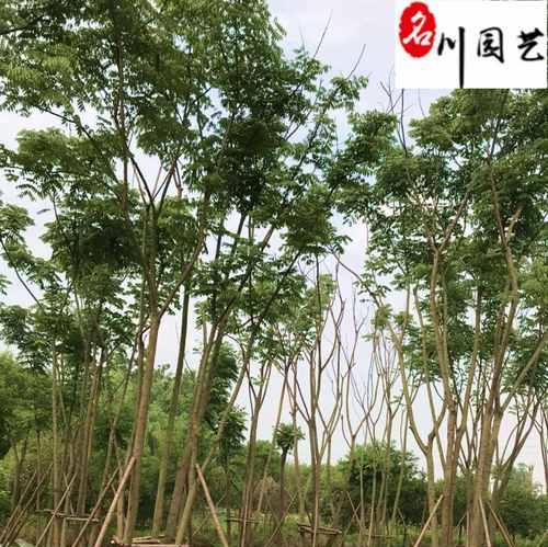 栾树种植步骤是什么？