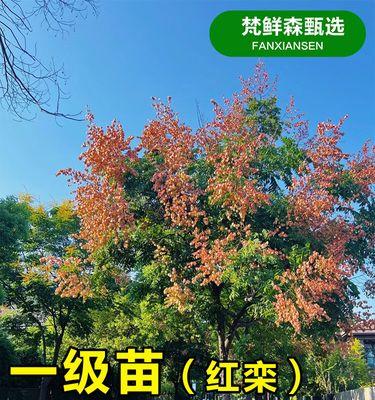 栾树种植步骤是什么？