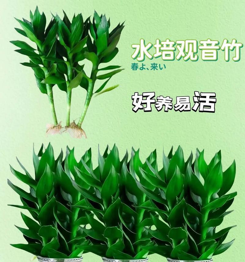 观音竹的养殖技巧？如何让观音竹生长得更茂盛？