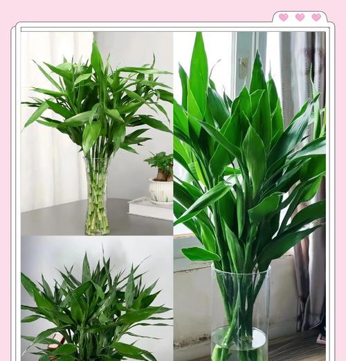 观音竹的养殖技巧？如何让观音竹生长得更茂盛？
