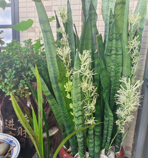 虎皮兰适合用什么材质的花盆？花盆选择对虎皮兰的影响是什么？