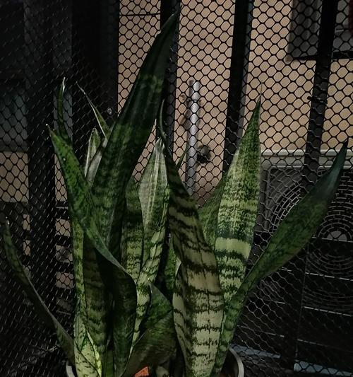 虎皮兰适合用什么材质的花盆？花盆选择对虎皮兰的影响是什么？