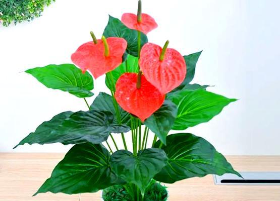 红掌花的益处有哪些？