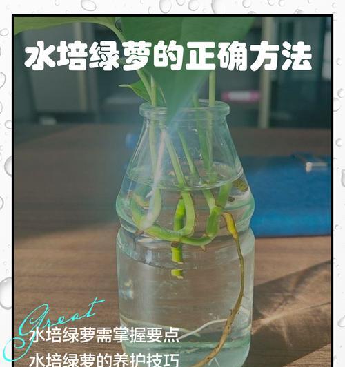 绿萝如何快速繁殖？有哪些方法可以加速绿萝的繁殖？