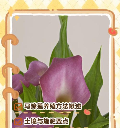 马蹄莲分株的正确步骤是什么？