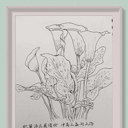 马蹄莲分株的正确步骤是什么？