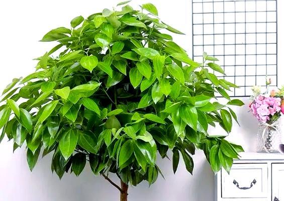 什么树对健康有好处？种植什么树可以改善家居环境？
