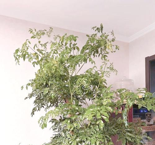 什么树对健康有好处？种植什么树可以改善家居环境？