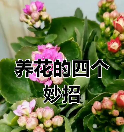 养花怎么样养花？初学者必看的养花技巧有哪些？