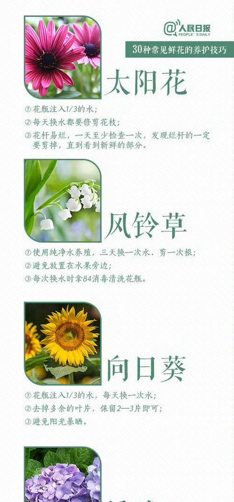 养花怎么样养花？初学者必看的养花技巧有哪些？