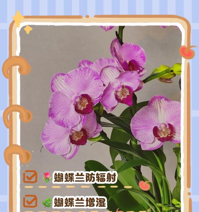 蝴蝶兰长什么样子？如何辨认不同品种的蝴蝶兰？