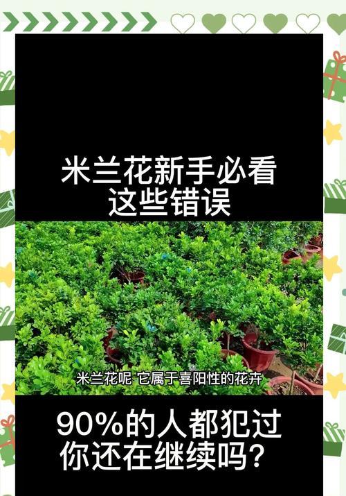 米兰花修剪的最佳时机是什么时候？修剪后如何护理？