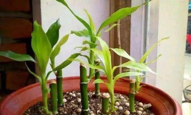 水培富贵竹冬季如何管理？