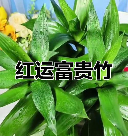 水培富贵竹冬季如何管理？
