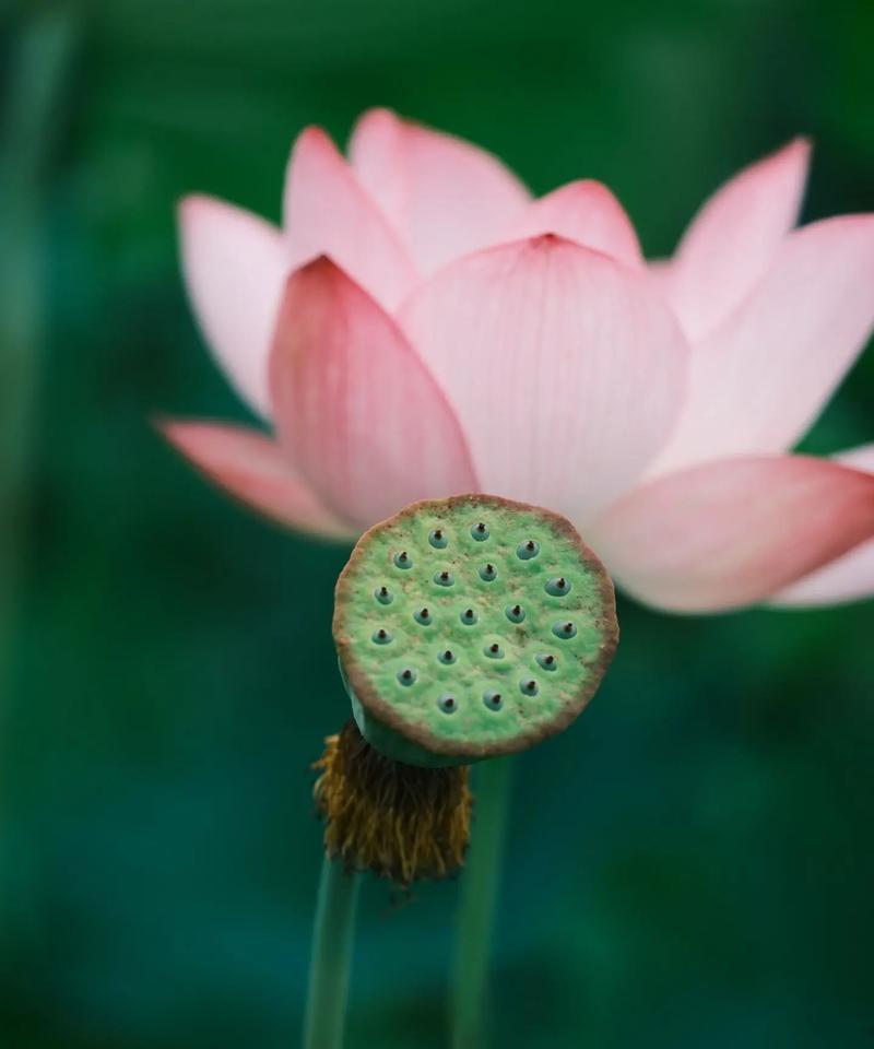 夏至有哪些植物花卉？夏至时节的花卉养护建议？