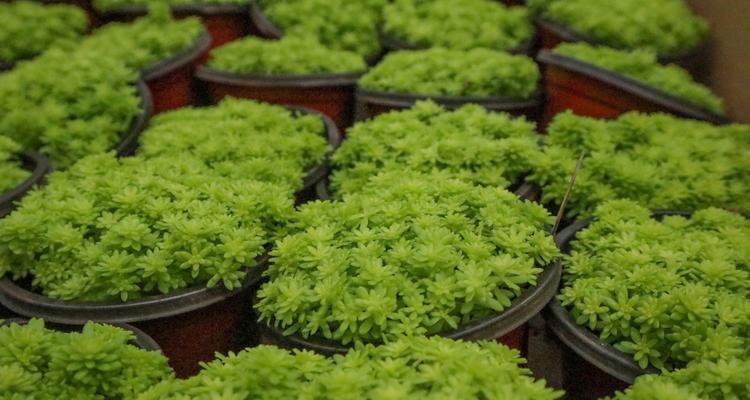 护盆草的正确养护方法是什么？