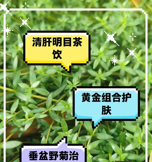 护盆草的正确养护方法是什么？