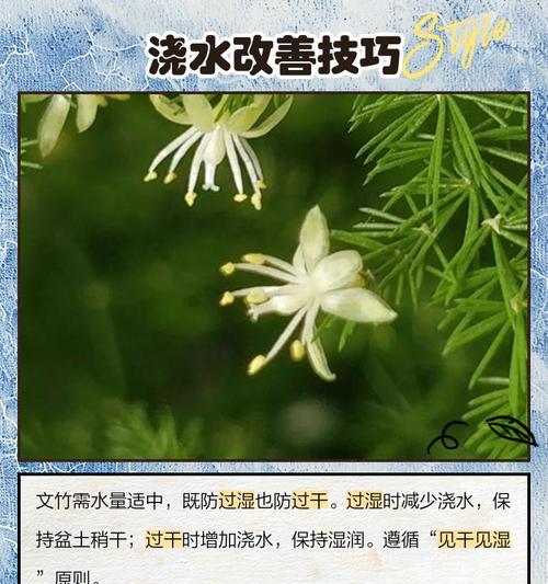 文竹叶子发黄的原因及解决方法是什么？