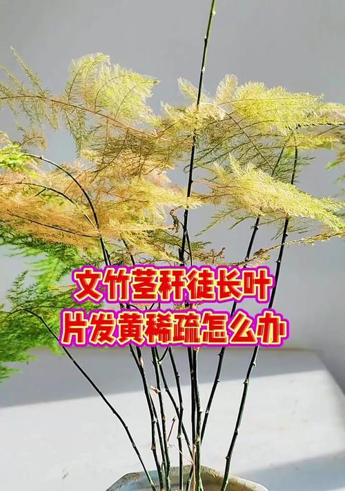 文竹叶子发黄的原因及解决方法是什么？