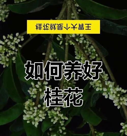 桂花养殖方法有哪些？如何确保桂花健康生长？
