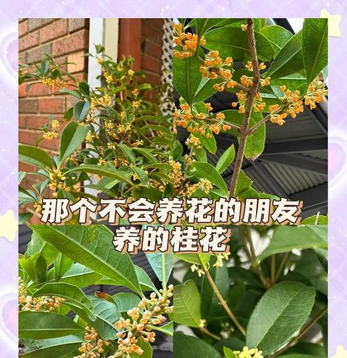 桂花养殖方法有哪些？如何确保桂花健康生长？