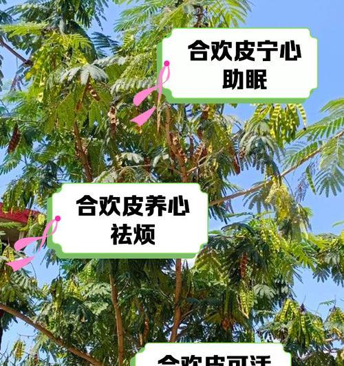 合欢树木质好吗？如何辨别合欢木的质量？