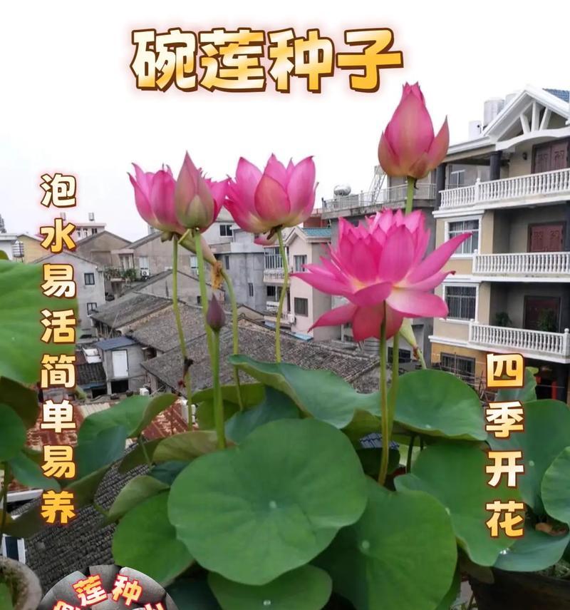 碗莲水培怎么养？水培碗莲的正确步骤是什么？