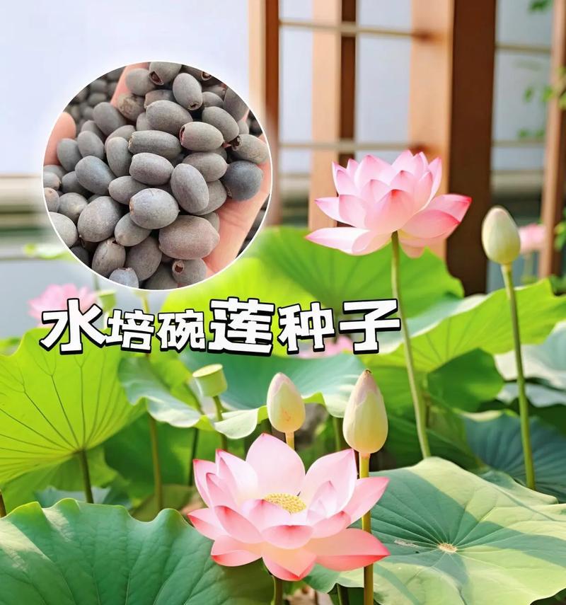 碗莲水培怎么养？水培碗莲的正确步骤是什么？