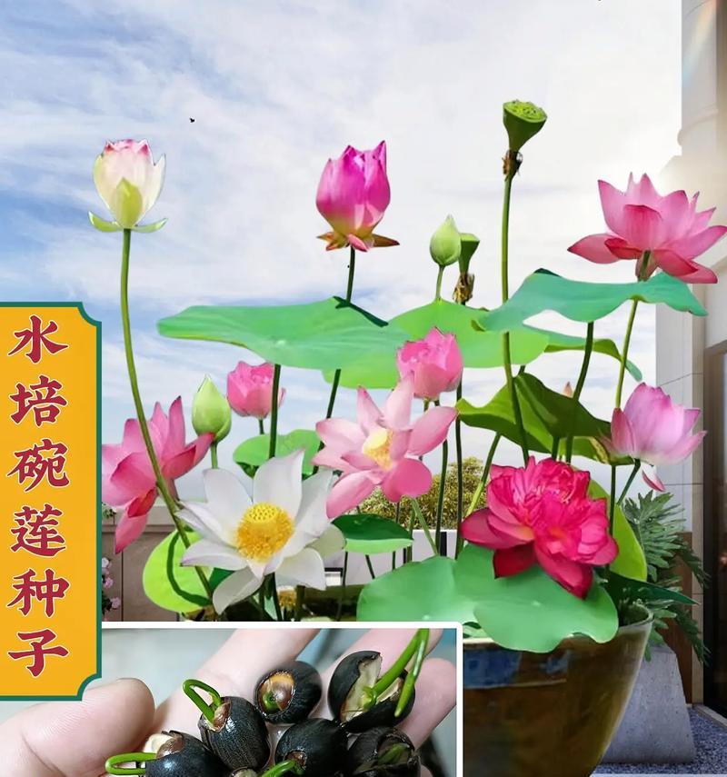 碗莲水培怎么养？水培碗莲的正确步骤是什么？