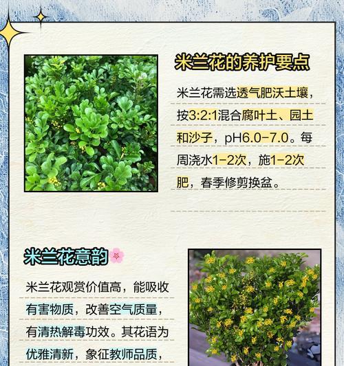 米兰在冬季的养护要点是什么？