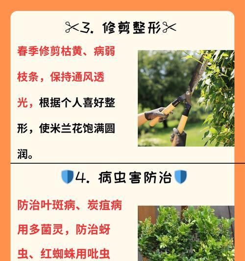 米兰在冬季的养护要点是什么？