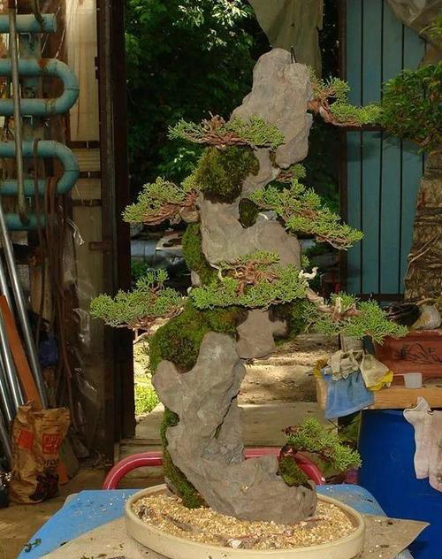 制作附石盆景需要注意哪些步骤？