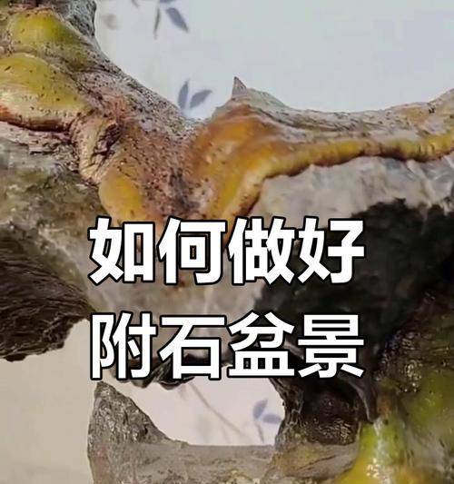 制作附石盆景需要注意哪些步骤？