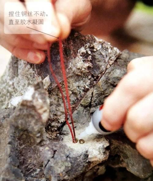 制作附石盆景需要注意哪些步骤？