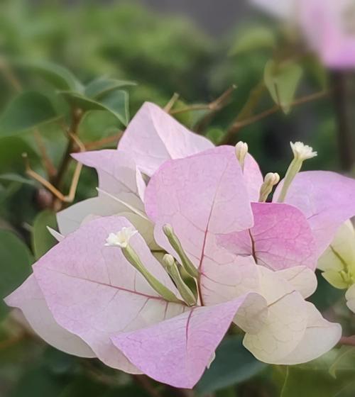 杜鹃花夏季养护要点是什么？怎样避免夏季高温伤害？