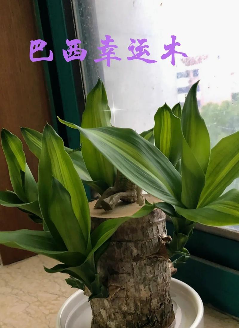 巴西木有哪些品种？巴西木品种的特征是什么？
