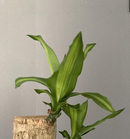 巴西木有哪些品种？巴西木品种的特征是什么？